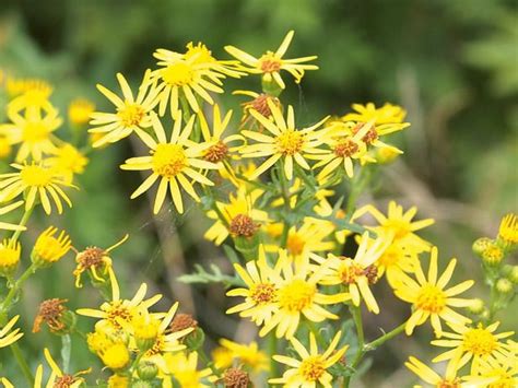 What do weeds have yellow flowers? 20 best weeds images on Pinterest | Weed control, Killing ...