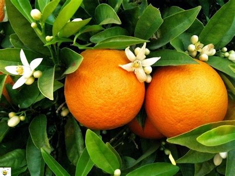 When Is National Orange Blossom Day