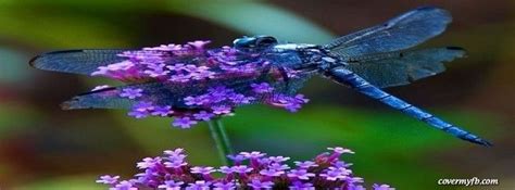 Dragonfly Facebook Cover Blue Dragonfly Dragonfly Insect Dragonfly