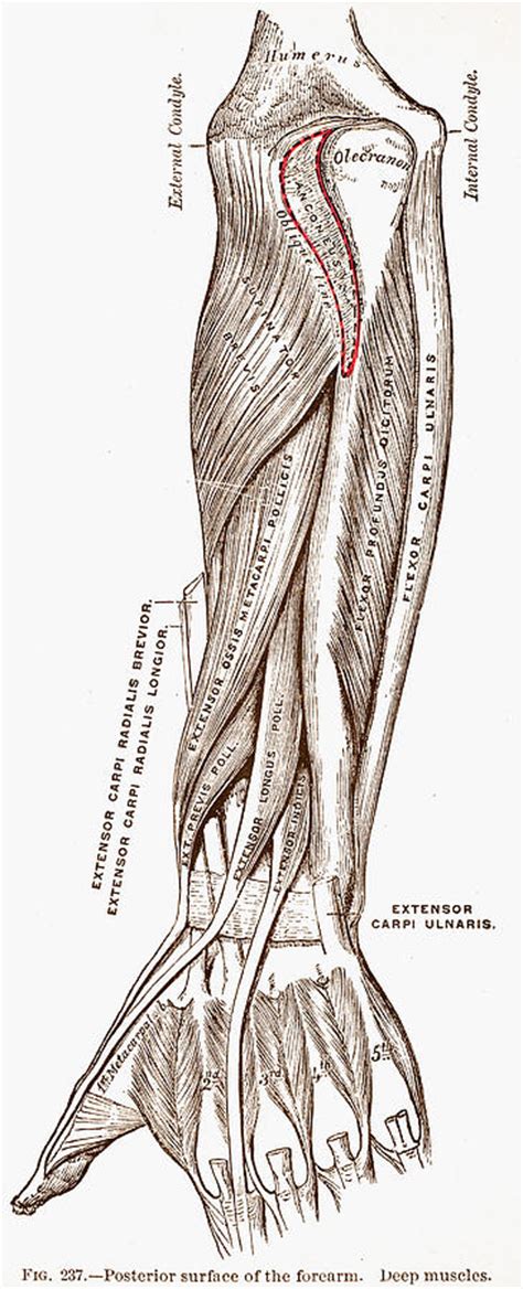 Arm Muscular System Photograph By Granger