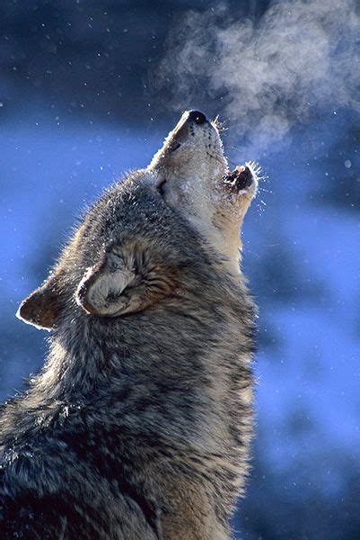 Howling Wolf On Tumblr
