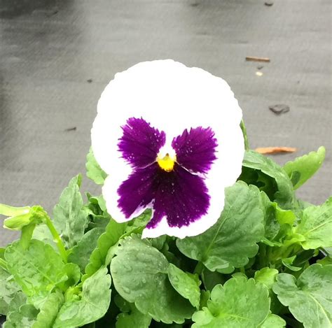 Pansy Matrix White Blotch Pansy From Saunders Brothers Inc
