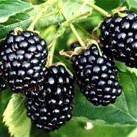 3 Caddo Thornless Blackberry Plants High Flavor Pack Of 3 Bare Root