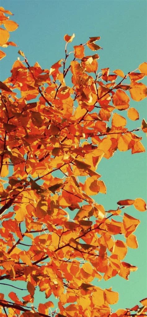 Iphone Xr Wallpaper Autumn