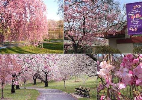 Cherry Blossoms At Branch Brook Park With Michael Downey Unique