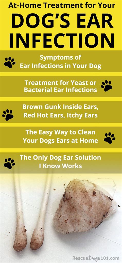 Signs Of Ear Infection In Dogs Care And Remedy Dog Dwell
