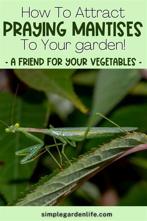 How To Attract Praying Mantises To Your Garden Praying Mantis Pray