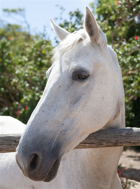 Download Free Photo Of Portrait Of A White Horseheadfaceprofile