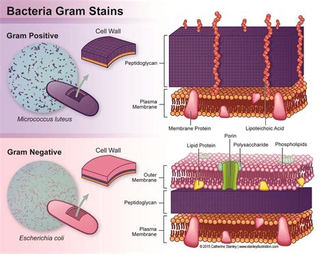 Like gram positive bacteria, the gram negative bacterial cell wall is composed of peptidoglycan. Bacteria Gram Stains: Gram Positive vs Gram Negative (With ...