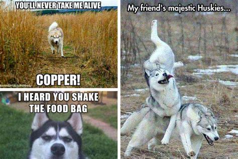 Husky Dog Meme Joke