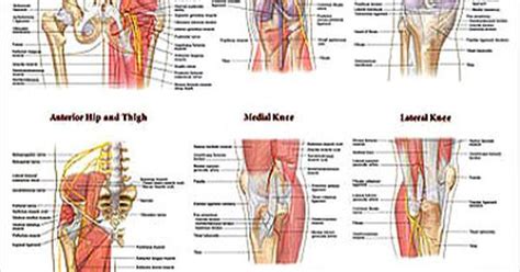 lower extremities of the body the lower extremity laminated anatomy chart driskulin