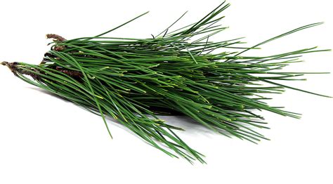 Pine Needles Information Recipes And Facts