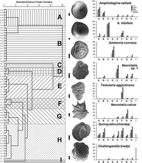 Dendrogram Classification Of Benthic Foraminiferal Assemblages Produced