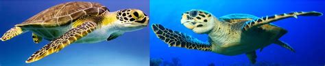 What Are The 34 Types Of Turtles Found In The Usa Id Guide Bird
