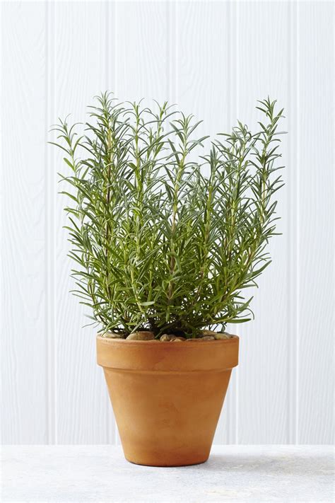 Growing Rosemary Plants Indoors