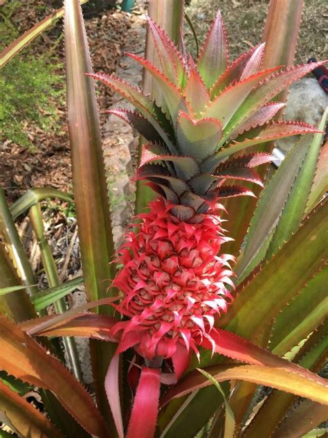 Taken By Delvene Har Red Pineapple Bromeliad Bromeliads Pineapple