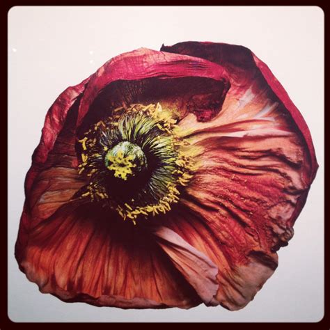 Irving Penn Flowers Armory Show 2012 Greatiscait Flickr