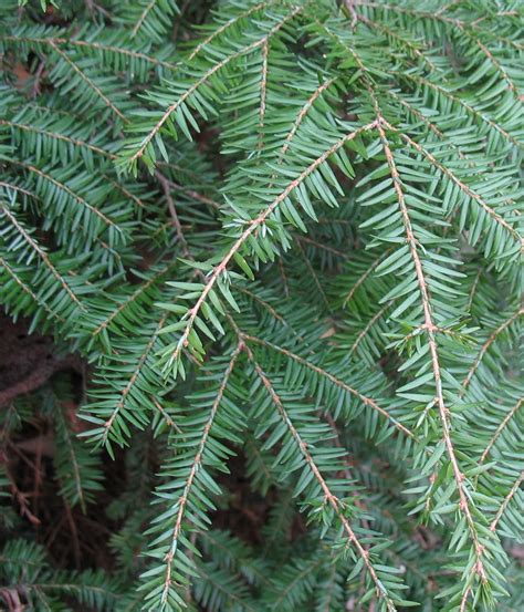 Using Georgia Native Plants Native Evergreen Conifers In North Georgia