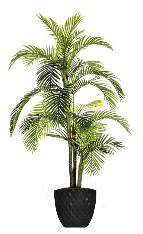 How To Grow A Palm Tree In A Pot