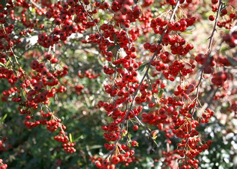 Pyracantha Brings Color To Winter Dreary Scenes Mississippi State