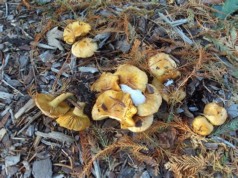 Mushrooms In Conifer Bed Michigan Sportsman Online