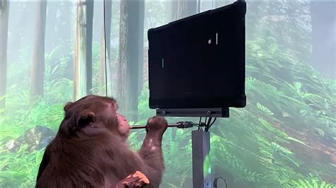 Neuralink Video Shows Monkey Mind Controlling Pong — Watch This Toms