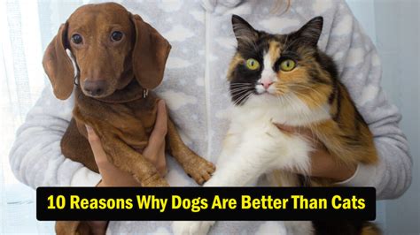 10 Reasons Why Dogs Are Better Than Cats