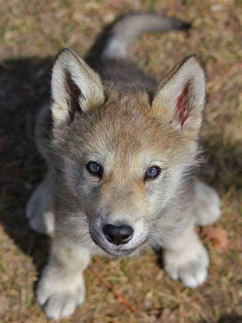 This Baby Wolf So Absolutely Adorable Reyebleach