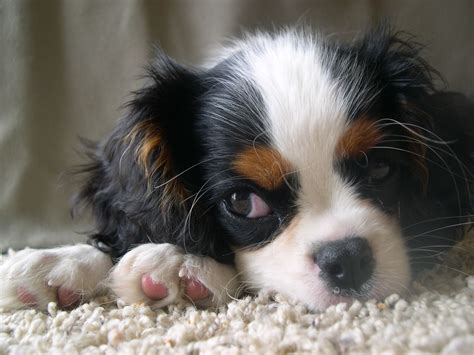 My Puppy Tricolor Cavalier King Charles Spaniel Cavalier King Charles Cavalier King