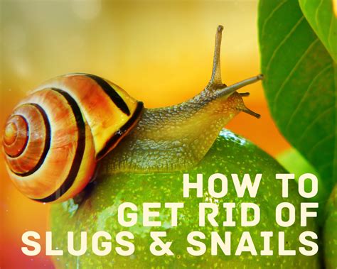 9 Sure Ways To Get Rid Of Snails And Slugs In Your House And Garden