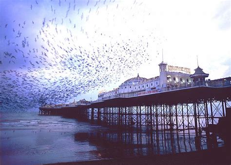 Brighton Pier And Starlings