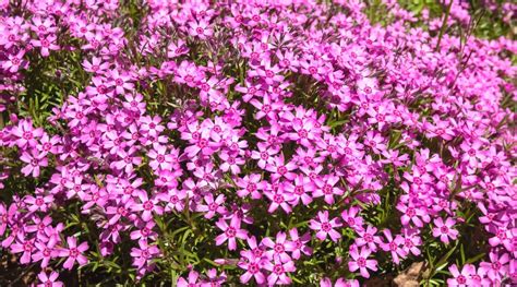 15 Cold Hardy Ground Cover Plants For Cool Weather