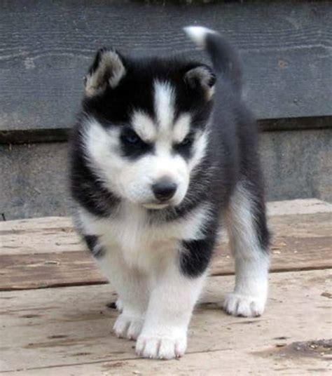 Free for commercial use no attribution required high quality images. 40 Cute Siberian Husky Puppies Pictures - Tail and Fur