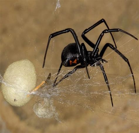 There are 31 species of widow spiders in total and five species of the black widow in the united states. Male Black Widows Flip Sexual Cannibalism