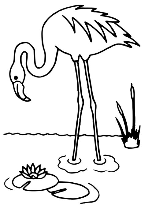 Flamingo Coloring Pages Best Coloring Pages For Kids Flamingo