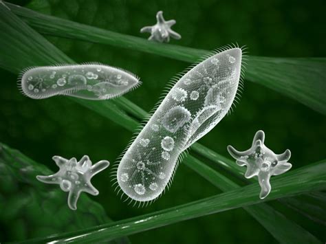 Os Organismos Microscópicos Necessitam De Vários Processos Para Uma Devida