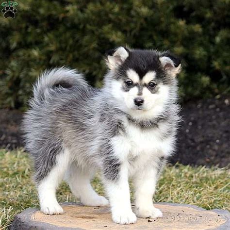 Though not a hard and fast. Pomsky Puppies For Sale - Pomsky Breed Profile ...