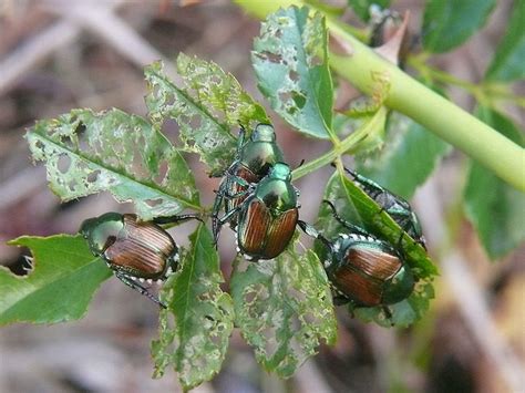 How To Get Rid Of Japanese Beetles Dengarden