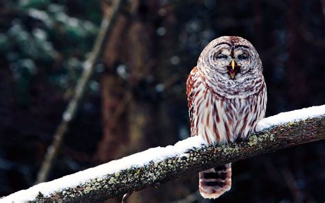 Download Wallpaper 1680x1050 Owl Branch Predator Bird Sit Snow