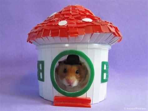 Animalpetfans Diy Hamster House Diy Hamster House Hamster Toys
