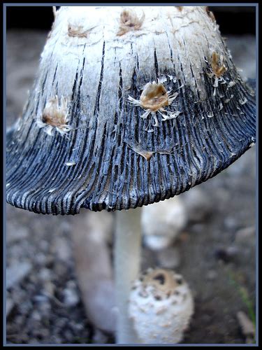 Best Photos 2 Share 8 Beautiful Photos Of Mushrooms