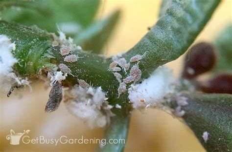 How To Get Rid Of Mealybugs On Your Houseplants For Good