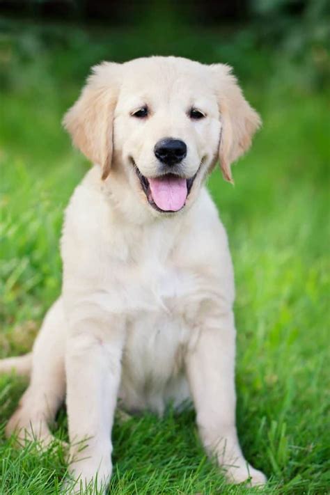 How To Crate Train Your Golden Retriever Puppy Step By Step Golden
