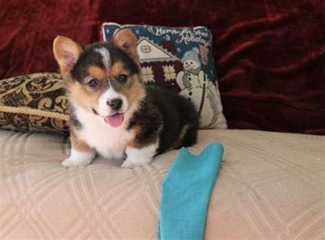 Once they have their health certificate and first shot, then they can go home. Pembroke Welsh Corgi Puppies For Sale | Jacksonville, FL ...