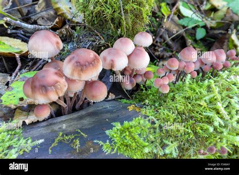 Hallucinogenic Mushrooms Pacific Northwest All Mushroom Info