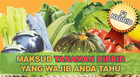 Tanaman dan pokok dalam rumah kena pilih yang mudah ditanam dengan cuaca malaysia. Apa Itu Pokok Hybrid | Fruit, Watermelon