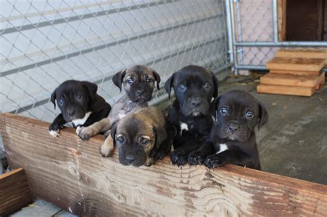 Get free puppies for now and use puppies for immediately to get % off or $ off or free shipping. Ambullneo Mastiff Puppies for sale FOR SALE ADOPTION from Riverside California @ Adpost.com ...