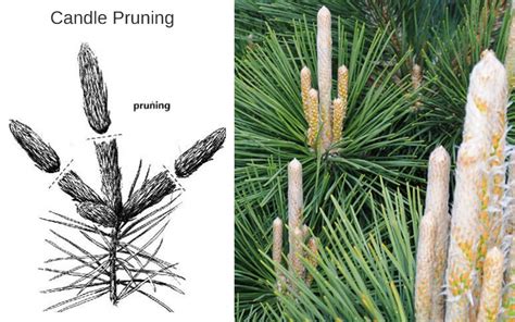 How To Prune And Trim Pine Trees And Shrub Pines Wilson Bros Gardens