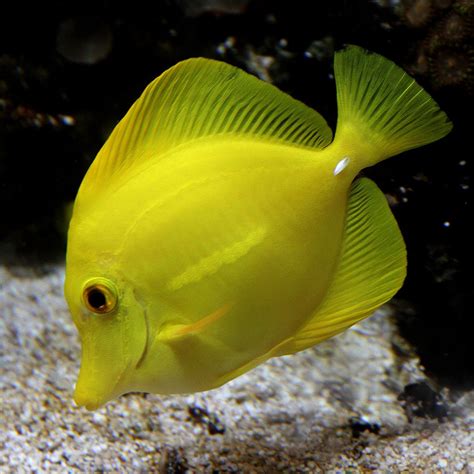 Yellow Beautiful Sea Creatures Ocean Animals Saltwater Fish Tanks