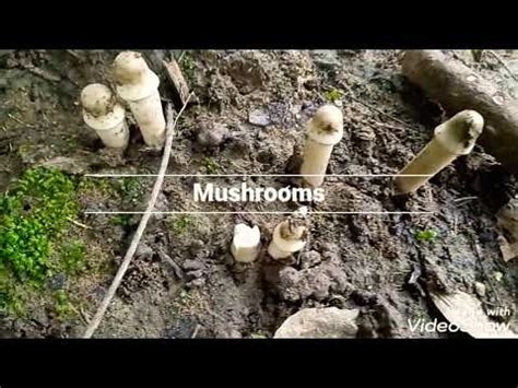 When foraging for mushrooms in the spring, look for these meaty, flavorful pheasant back mushrooms! Harvested edible mushrooms in our backyard - YouTube